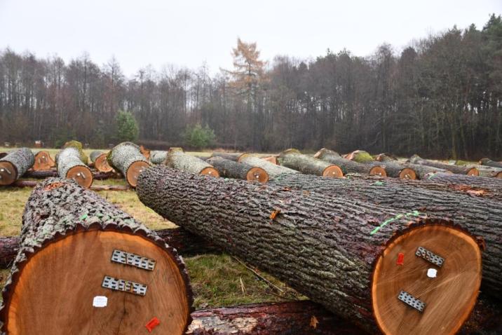 Drewno dębowe fot. arch. RDLP w Radomiu