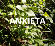 Ankieta do programu "Zanocuj w lesie"